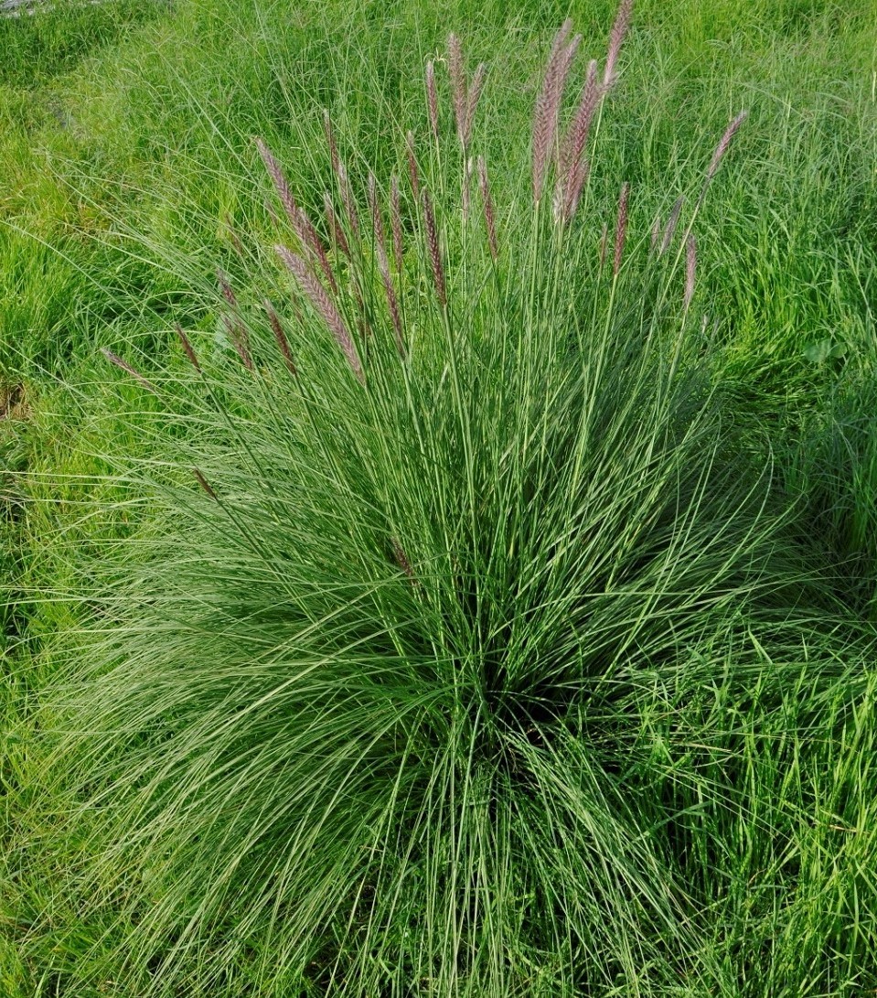 Изображение особи Pennisetum setaceum.