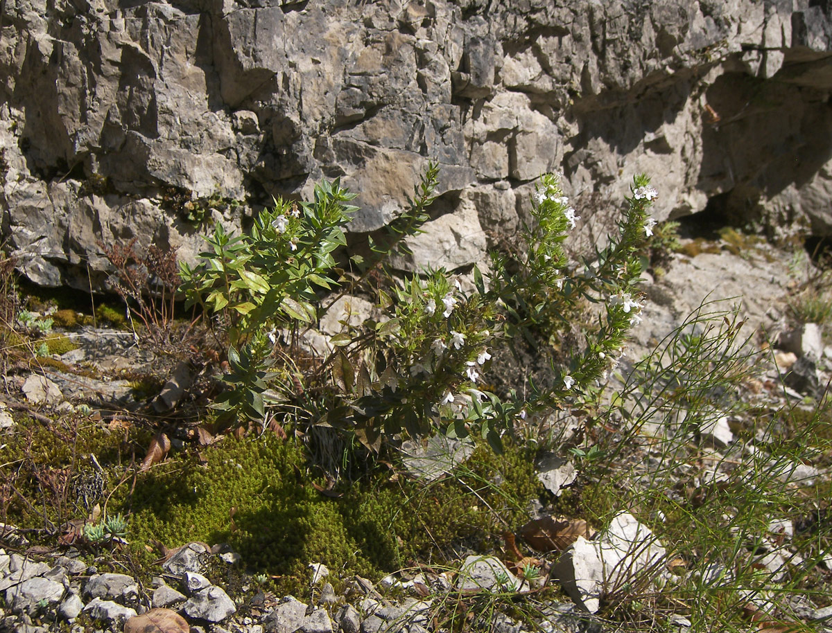 Image of Satureja bzybica specimen.