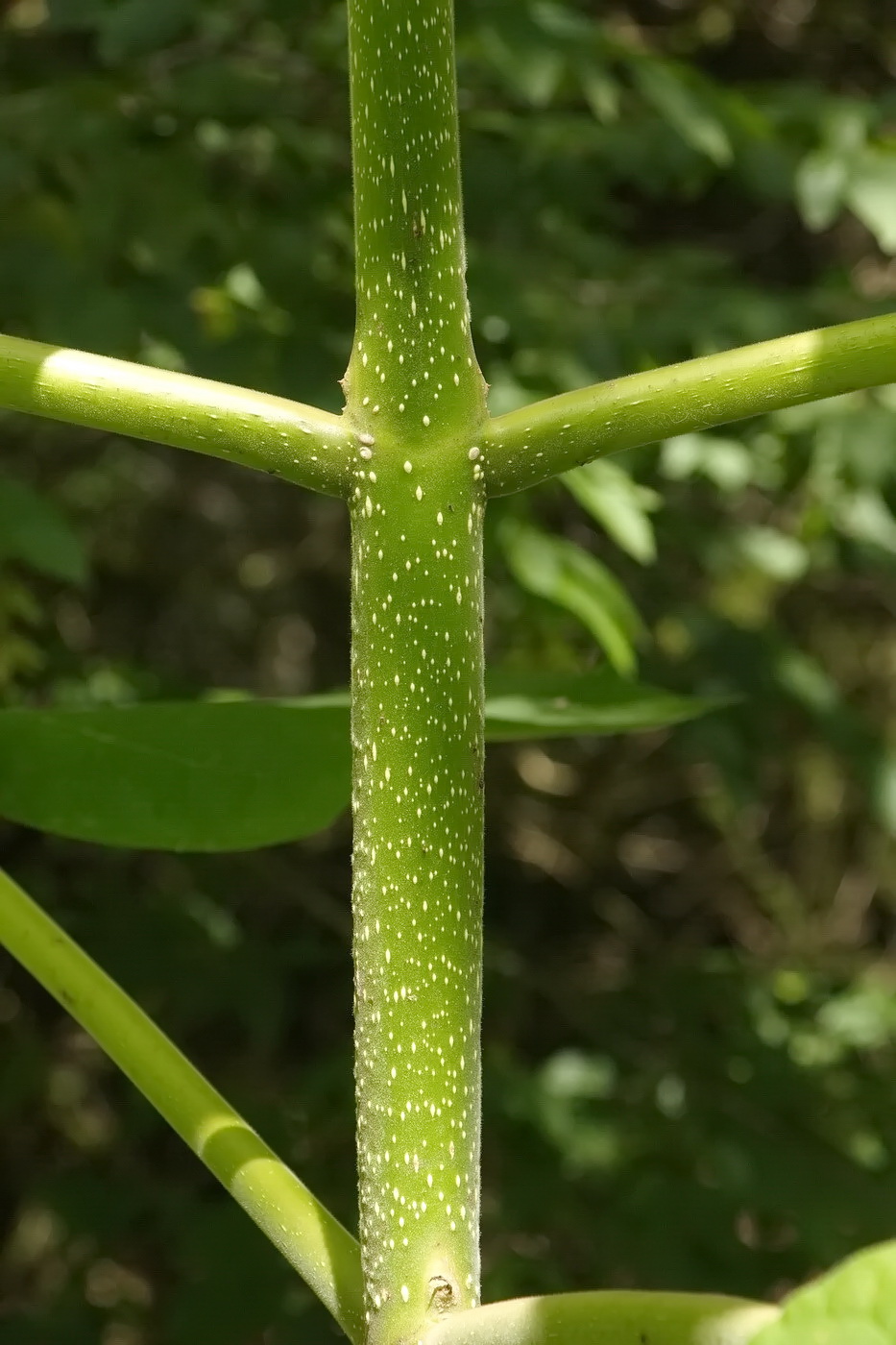 Image of Paulownia tomentosa specimen.