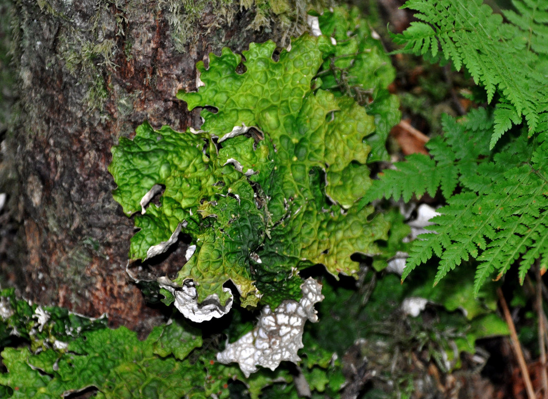 Image of Lobaria linita specimen.