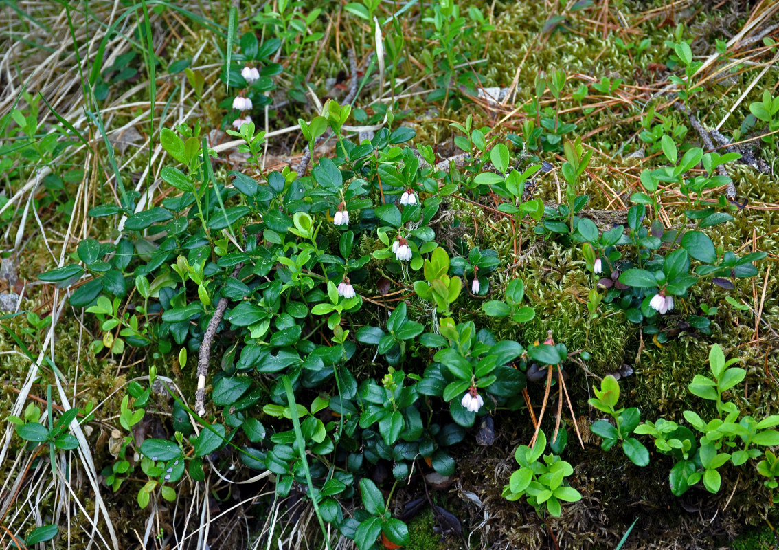 Изображение особи Vaccinium vitis-idaea.