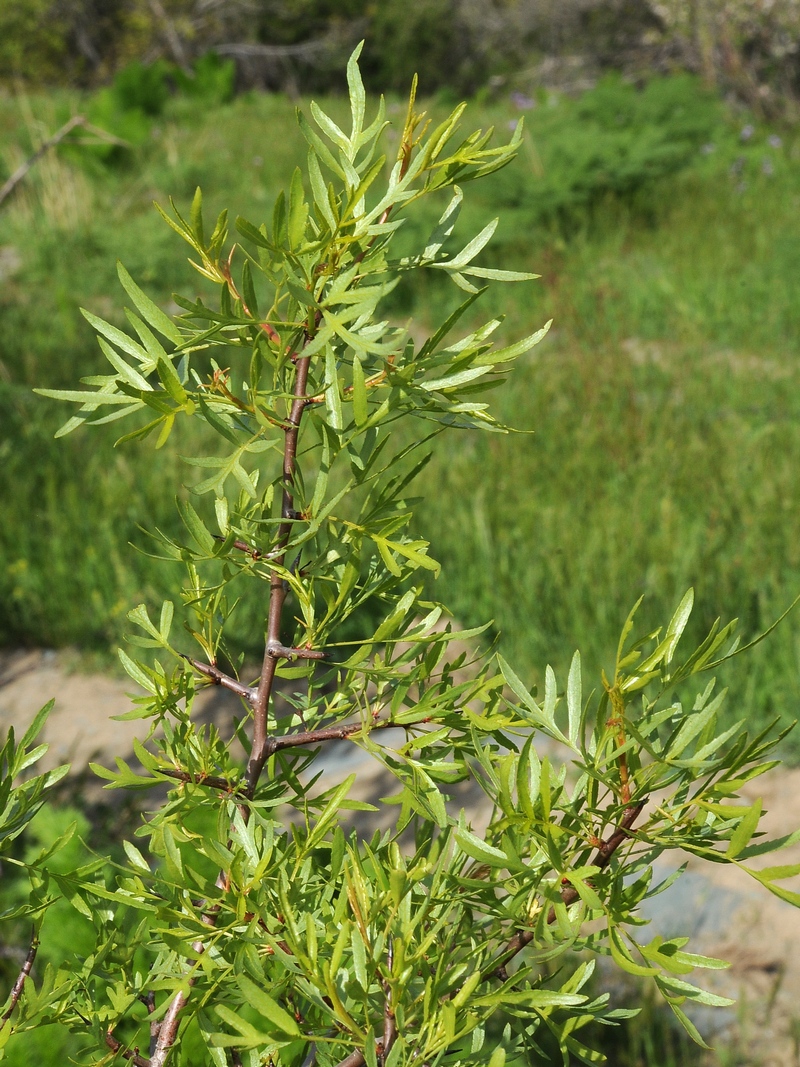 Image of Pyrus regelii specimen.