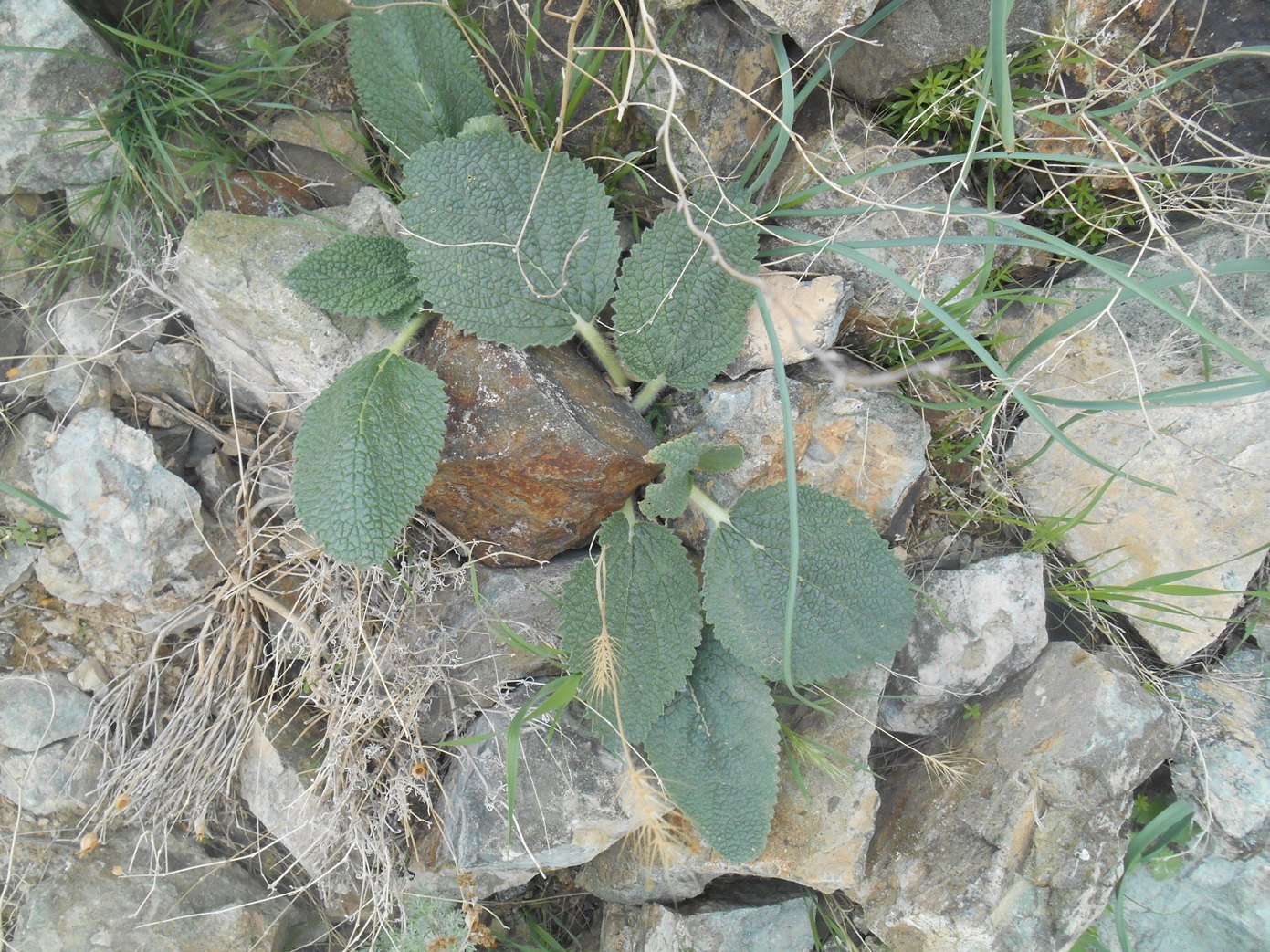 Image of familia Lamiaceae specimen.