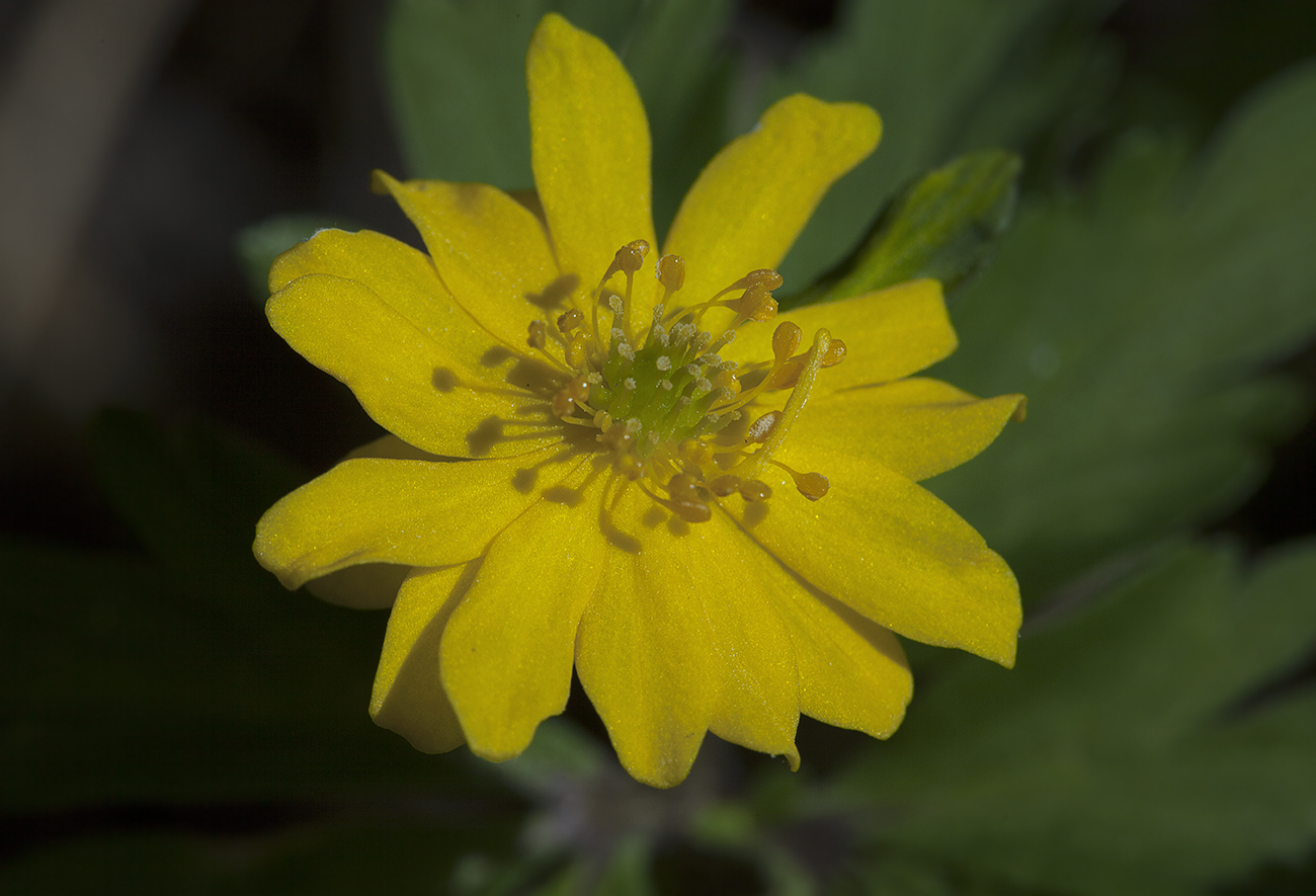 Image of Anemone ranunculoides specimen.