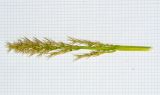 Lomandra longifolia