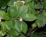 Camellia japonica