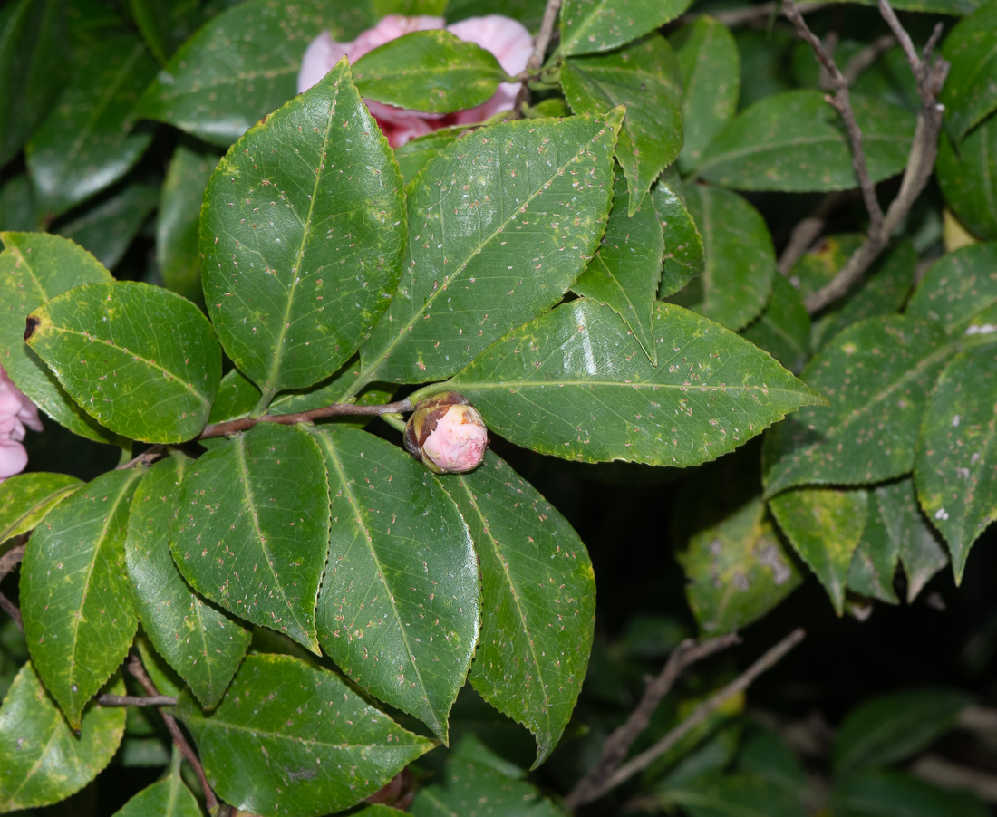 Image of Camellia japonica specimen.