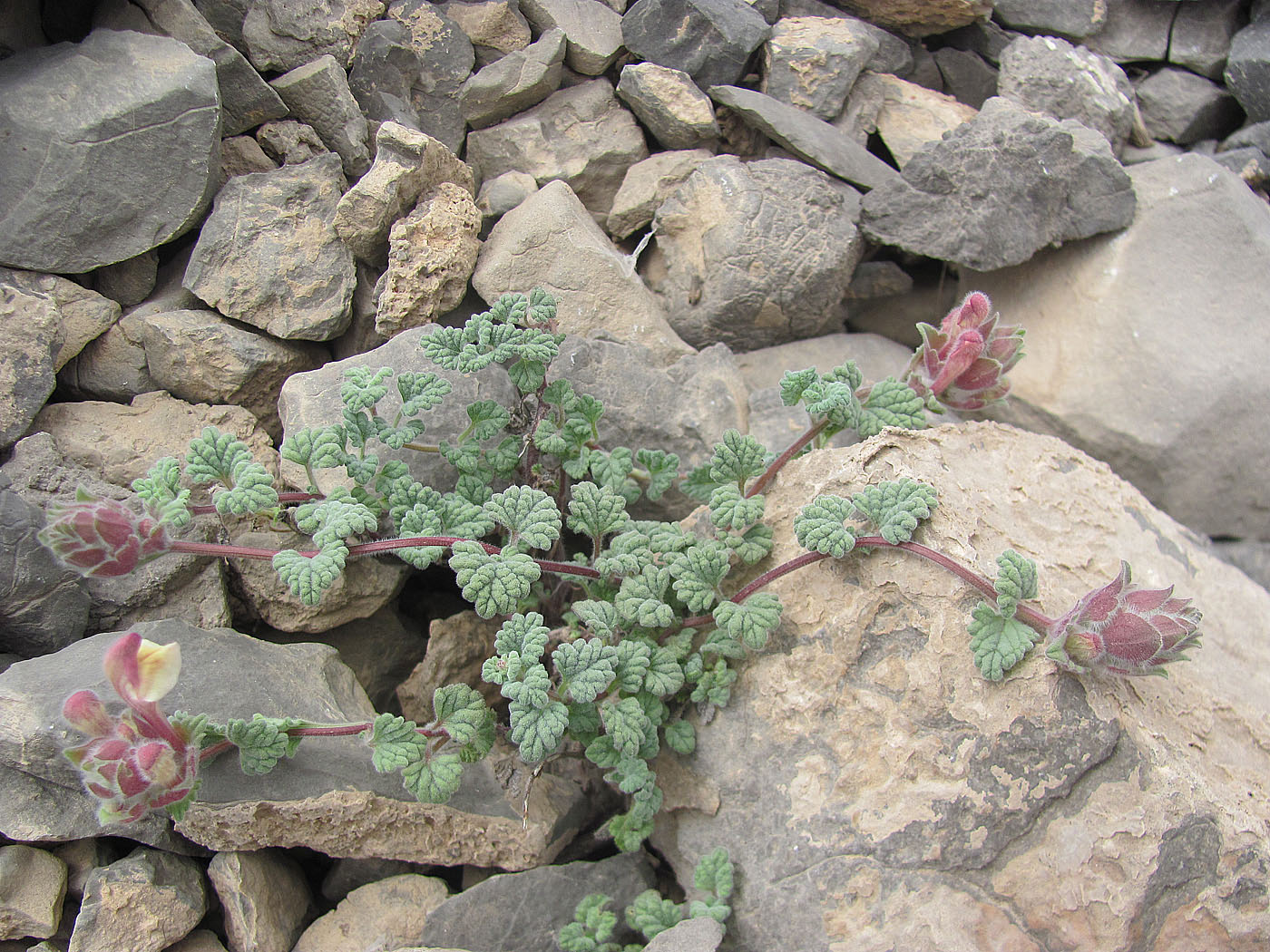 Image of Scutellaria physocalyx specimen.