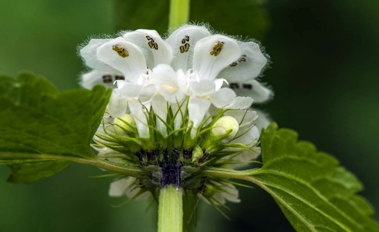 Image of Lamium album specimen.