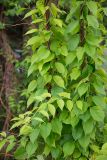 Celastrus scandens. Побеги. Кировская обл., г. Киров, Ботанический сад Вятского государственного университета, в культуре. 07.07.2018.