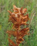 Orobanche lutea. Верхушка усыхающего соцветия. Крым, Карадагский заповедник, западный склон горы Святая, поляна в шибляке. 19 мая 2018 г.