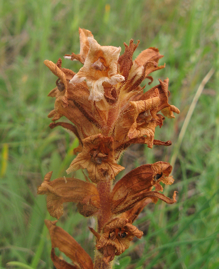 Image of Orobanche lutea specimen.