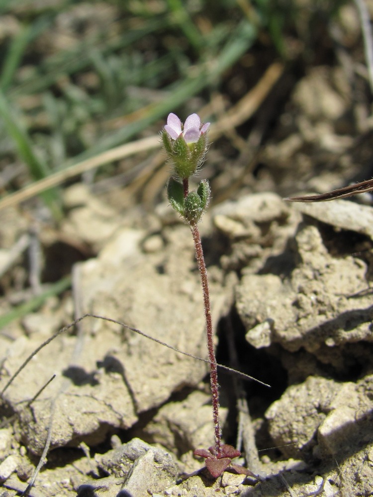 Image of Androsace maxima specimen.