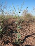 Limonium otolepis. Вегетирующее растение. Южный Казахстан, вост. предгорья хр. Сырдарьинский Каратау, Закаратауская равнина (возвышенность), сев. побережье оз. Ащиколь, прибрежные пестроцветы. 6 мая 2019 г.