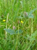 Trifolium borysthenicum