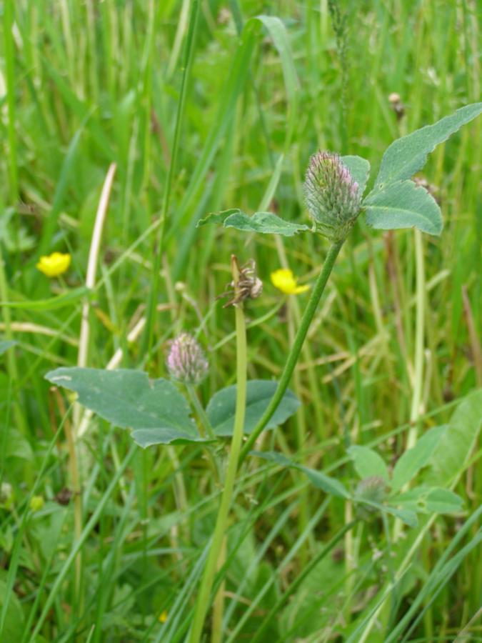 Изображение особи Trifolium borysthenicum.