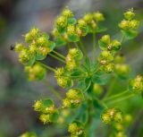 Euphorbia virgata. Соцветие. Казахстан, Восточно-Казахстанская обл.; Западный Алтай, скл. Ульбинского хребта, окр. с. Ушановское, каменистый степной склон. 24.05.2019.