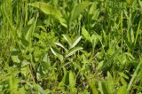 Polygonatum humile