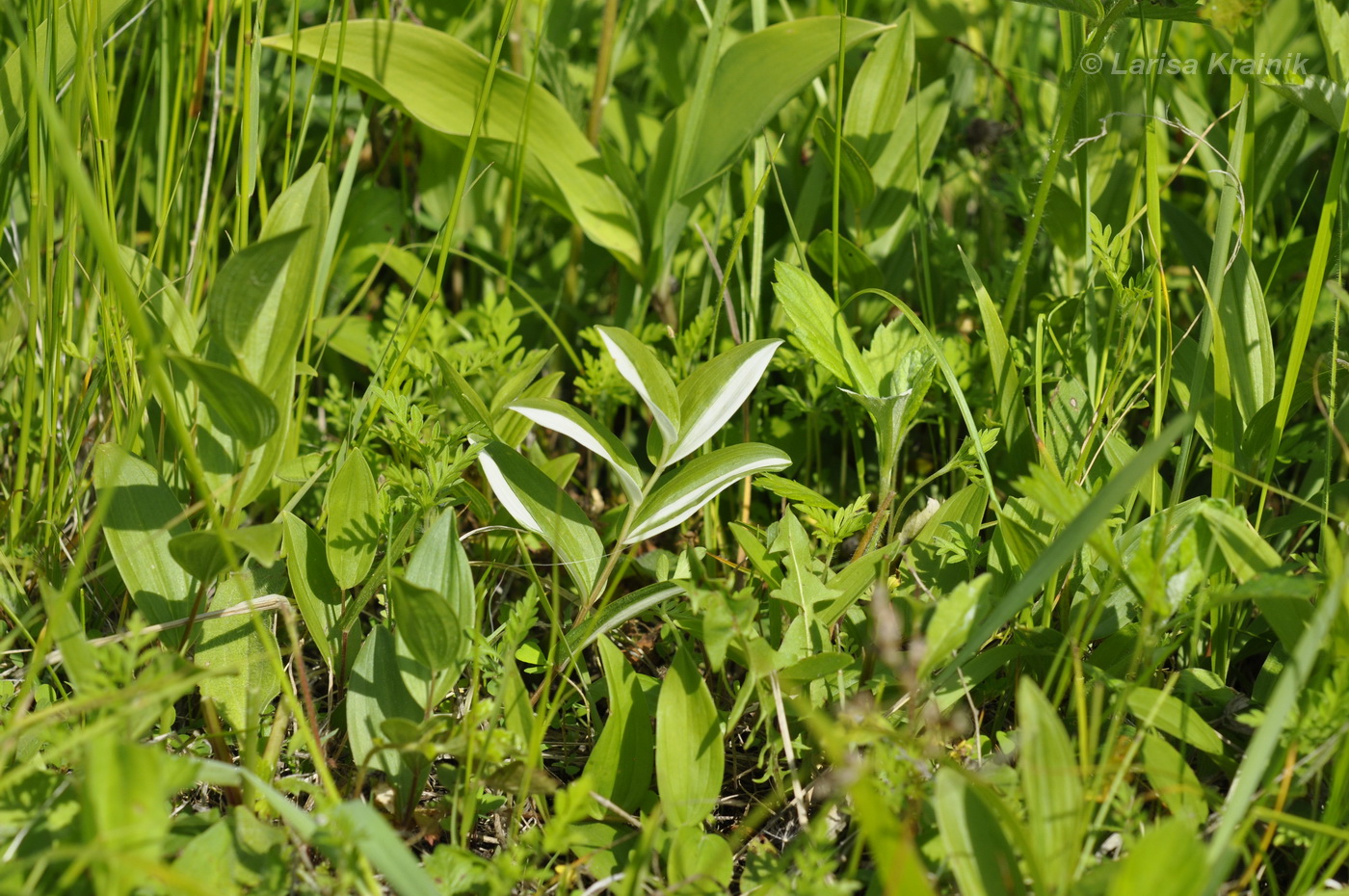 Изображение особи Polygonatum humile.