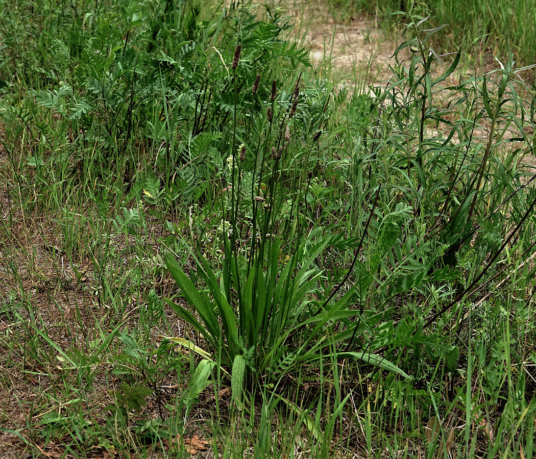 Image of Plantago lanceolata specimen.