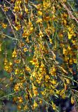 Caragana pygmaea