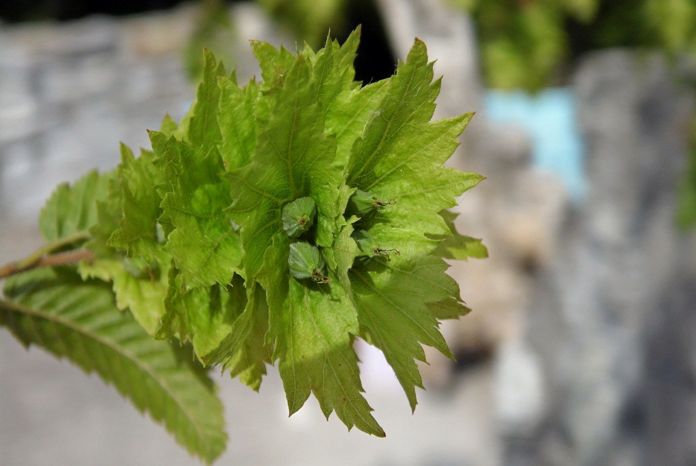 Image of Carpinus orientalis specimen.