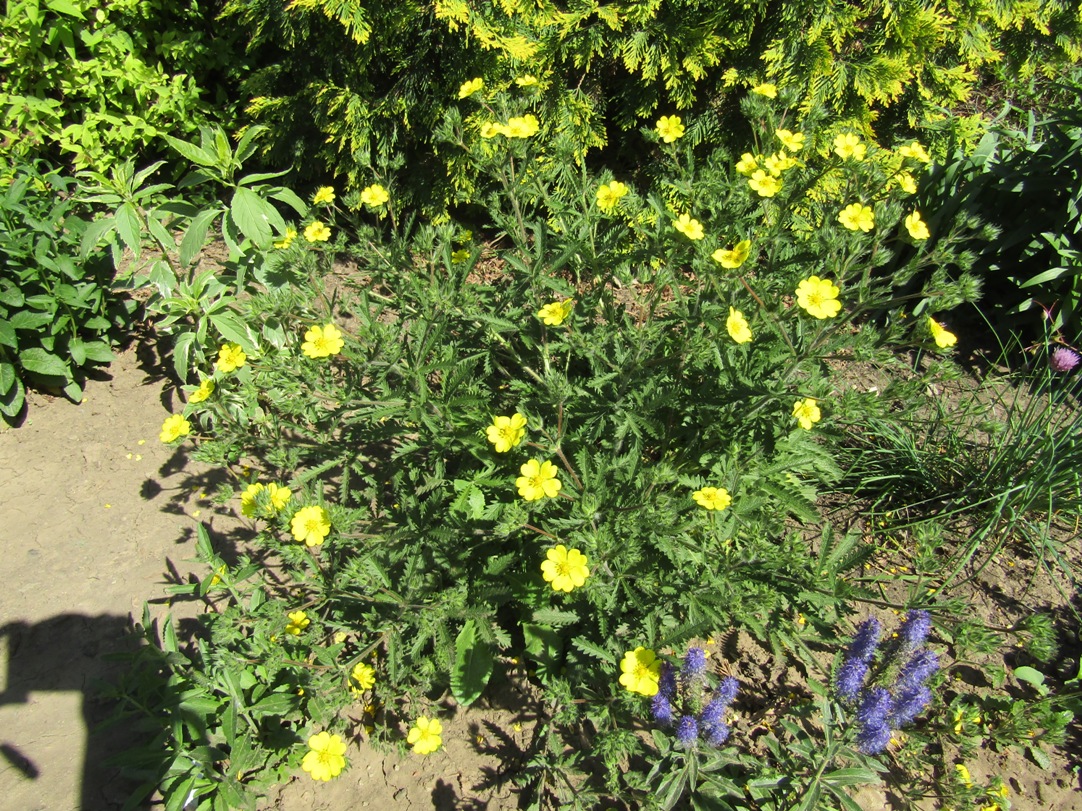 Image of genus Potentilla specimen.