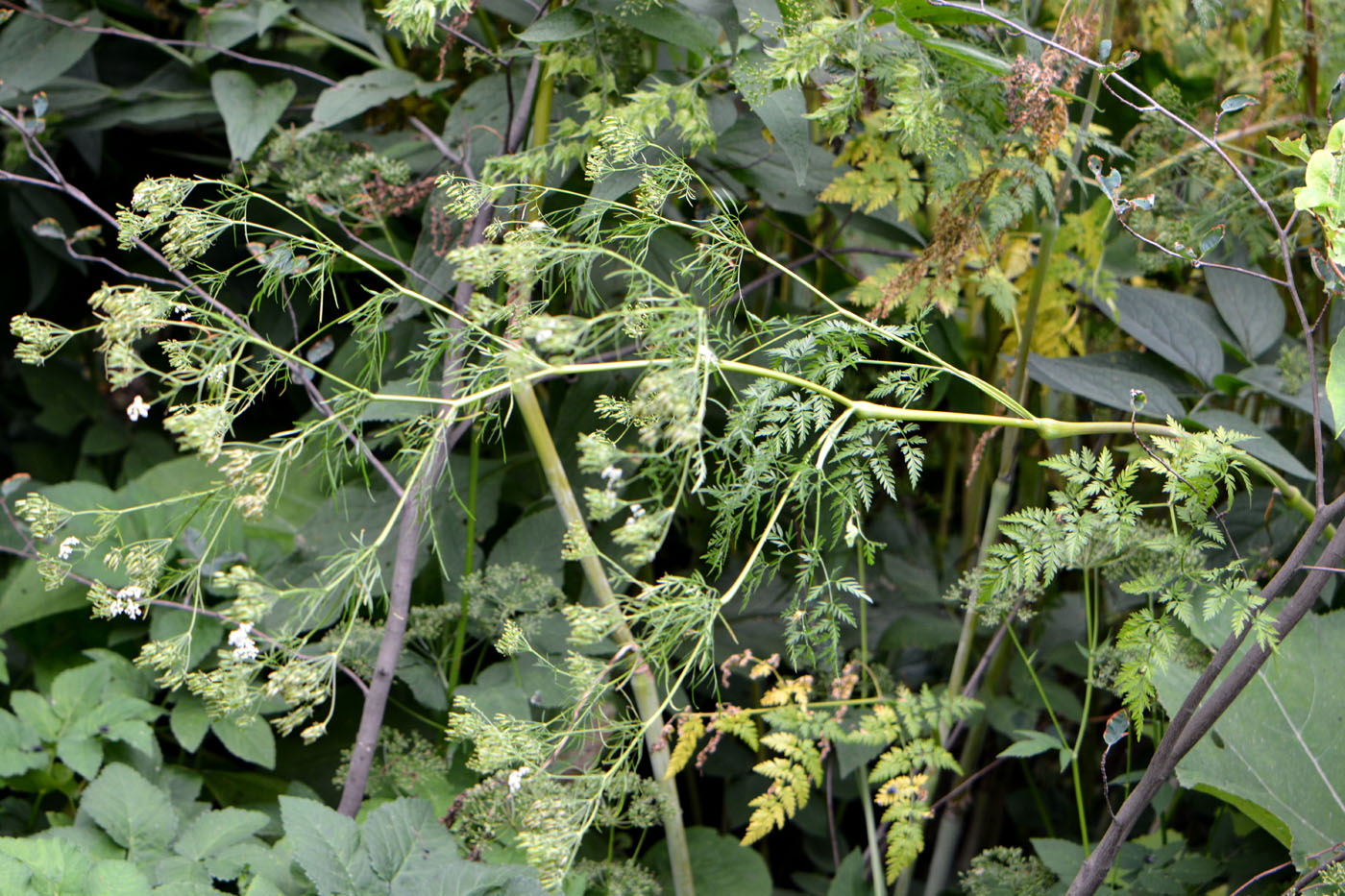 Image of Chaerophyllum bulbosum specimen.