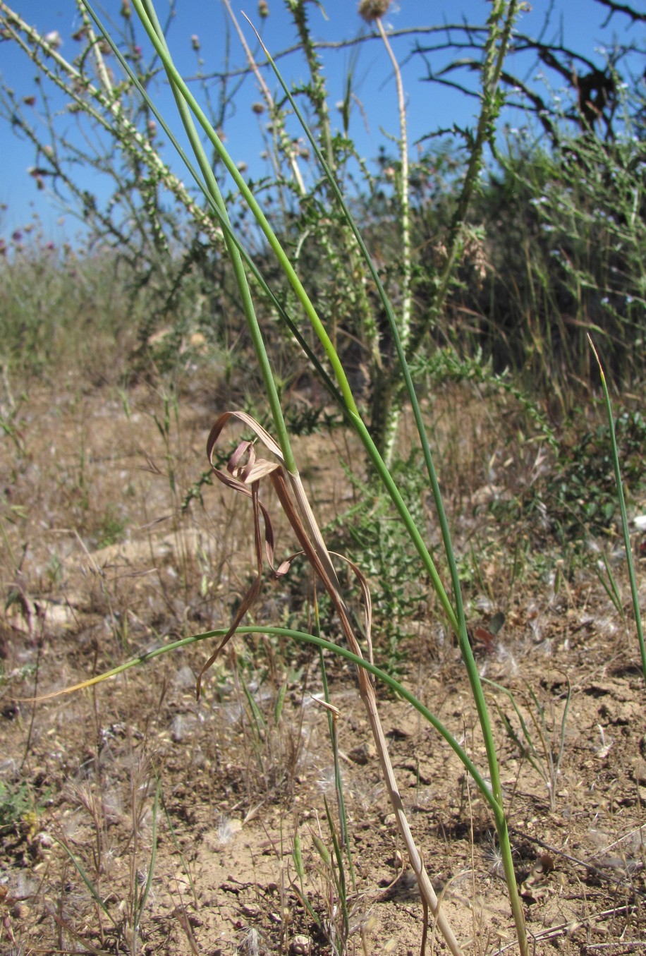 Image of Allium rotundum specimen.