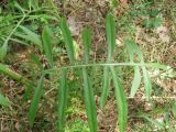 genus Centaurea