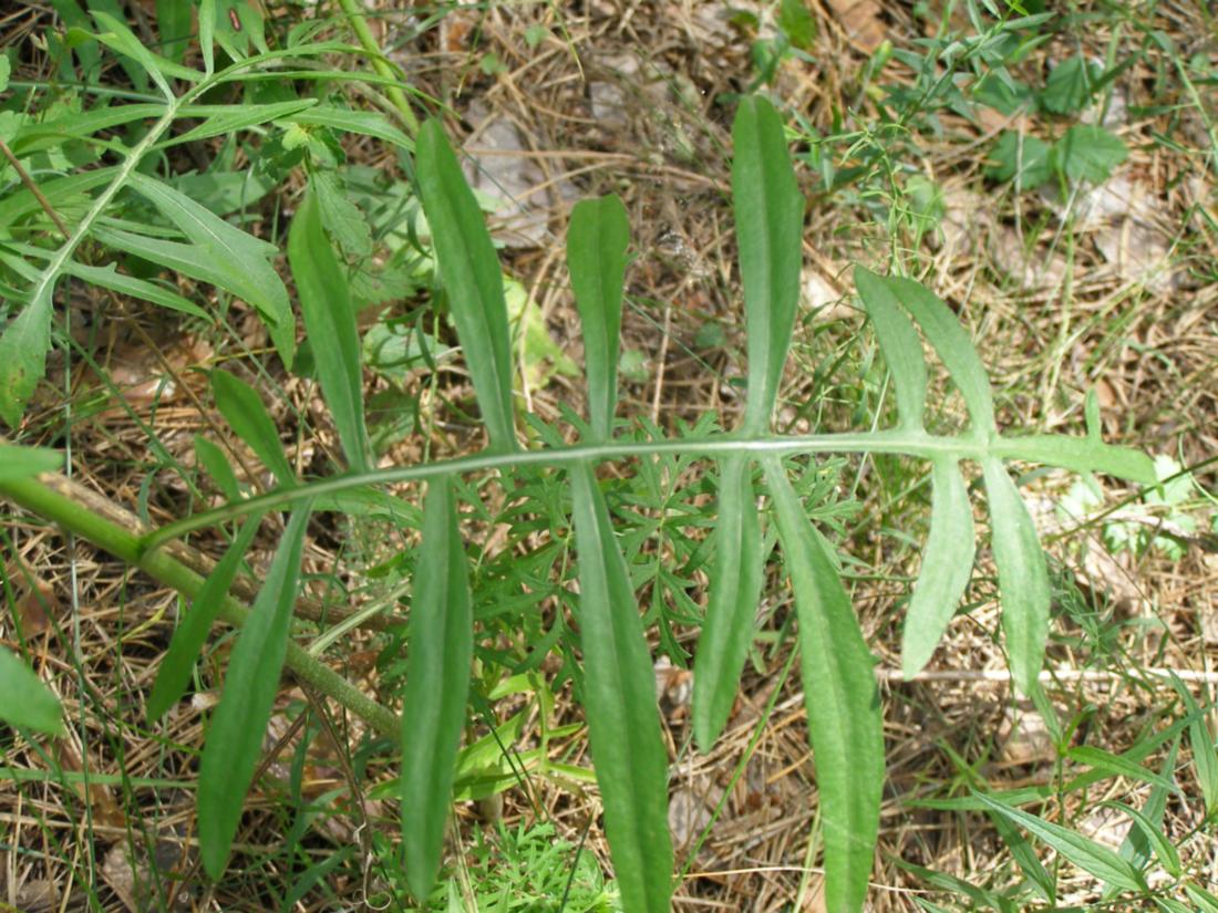 Изображение особи род Centaurea.