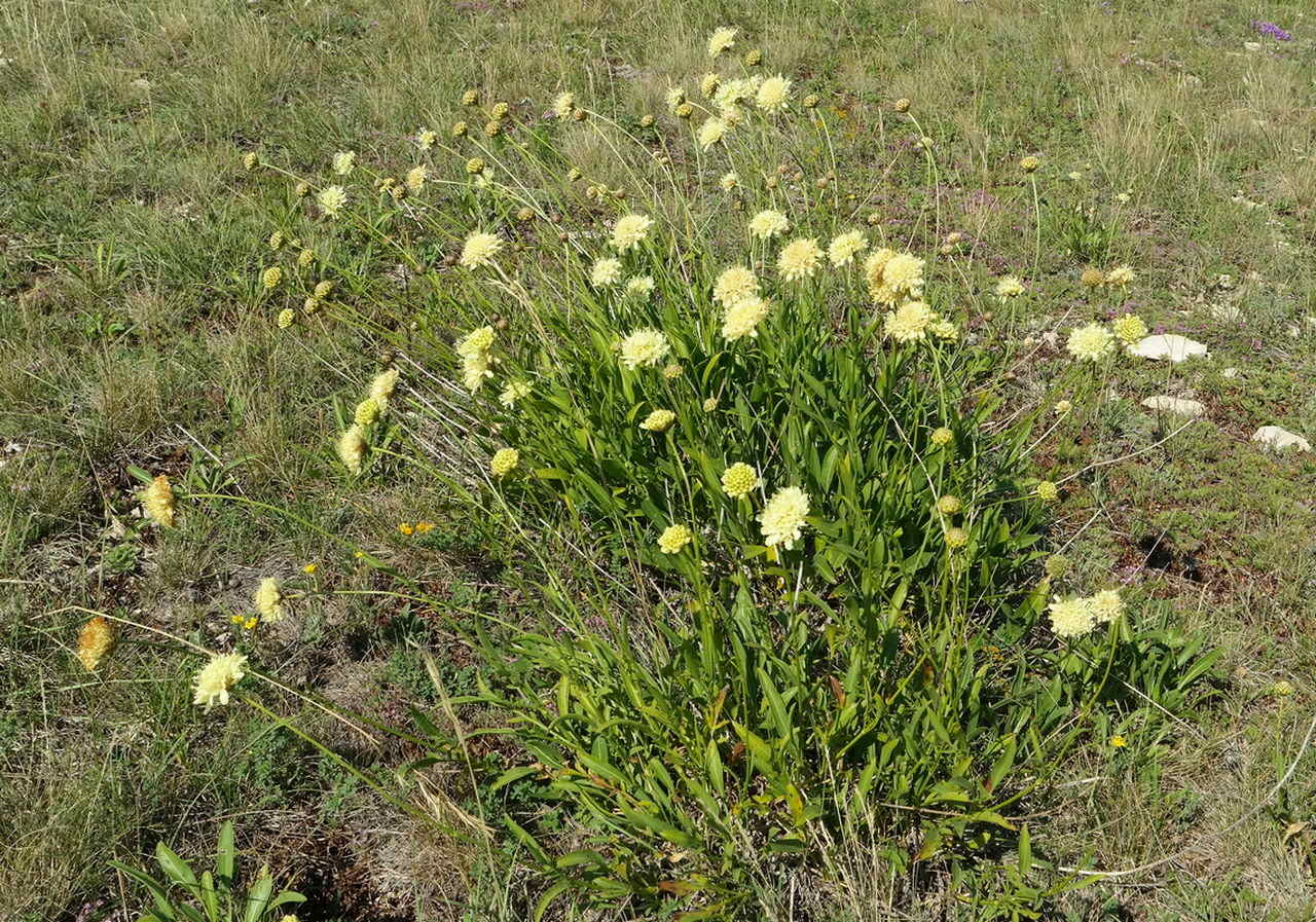 Изображение особи Cephalaria coriacea.