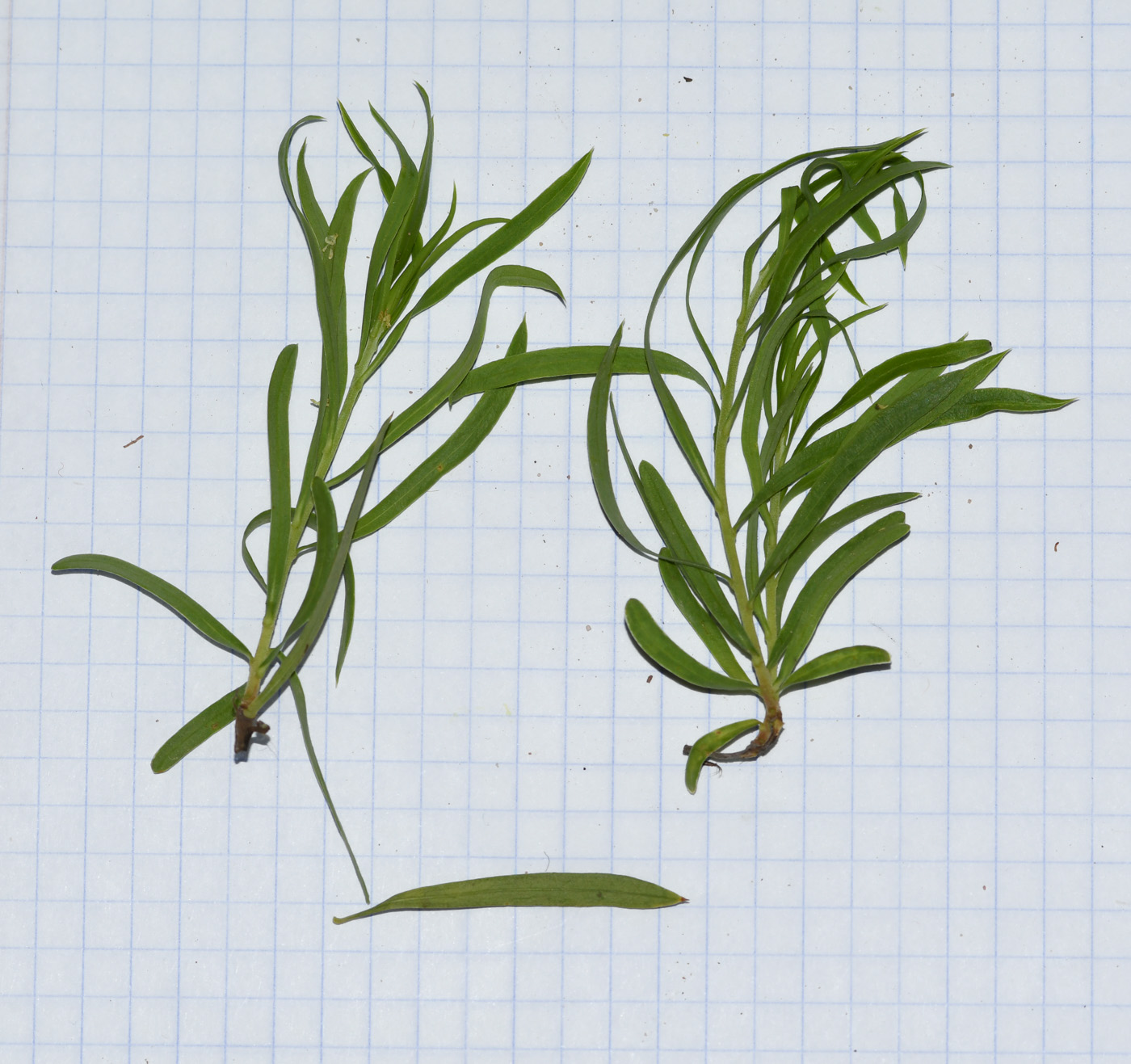 Image of Daphne mucronata ssp. linearifolia specimen.