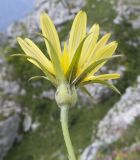 Tragopogon filifolius