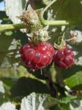 Rubus idaeus