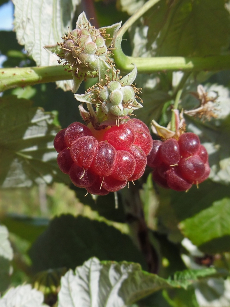 Изображение особи Rubus idaeus.