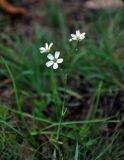 Eremogone saxatilis