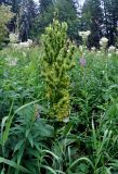 Veratrum lobelianum. Верхушка плодоносящего растения. Башкирия, Белорецкий р-н, гора Большой Иремель, ≈ 1200 м н.у.м., луг на опушке смешанного леса. 30.07.2019.