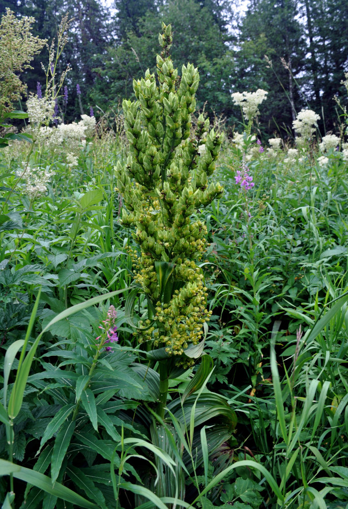 Image of Veratrum lobelianum specimen.