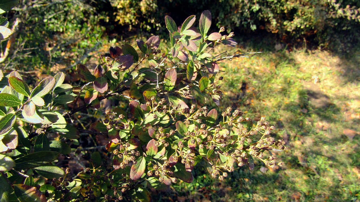 Image of genus Spiraea specimen.