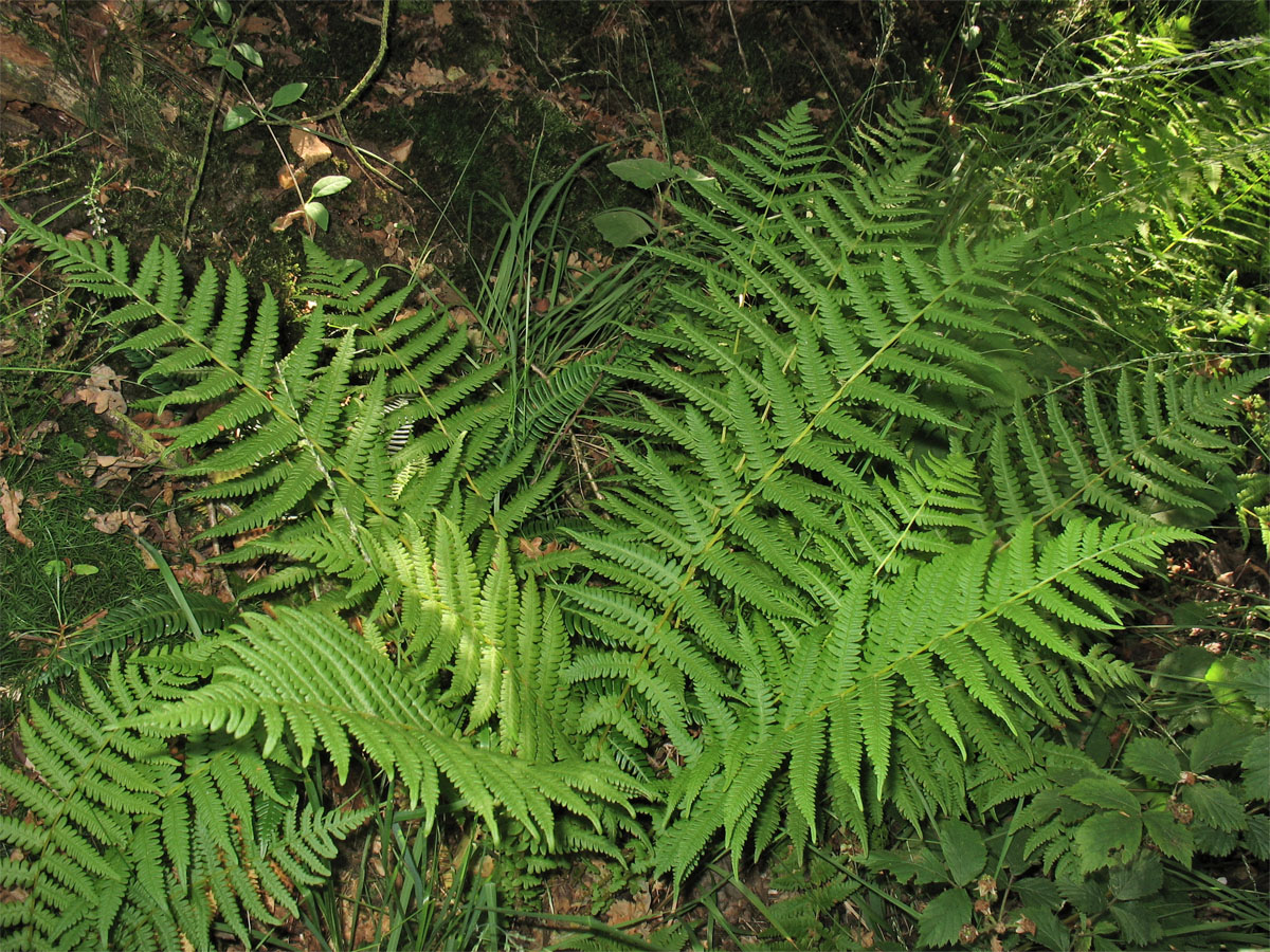 Image of Oreopteris limbosperma specimen.