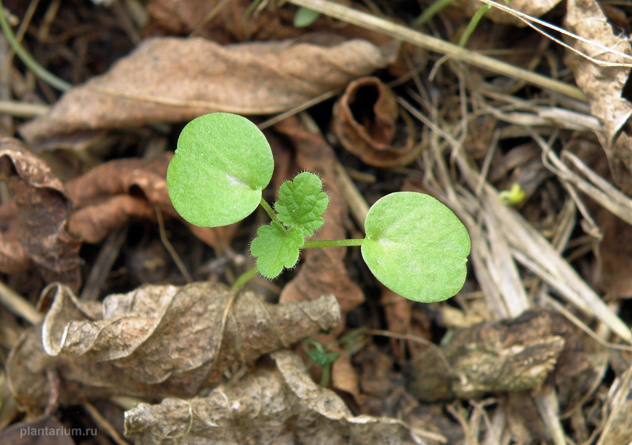 Image of Lamium album specimen.