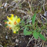 Anthyllis vulneraria var. schiwereckii