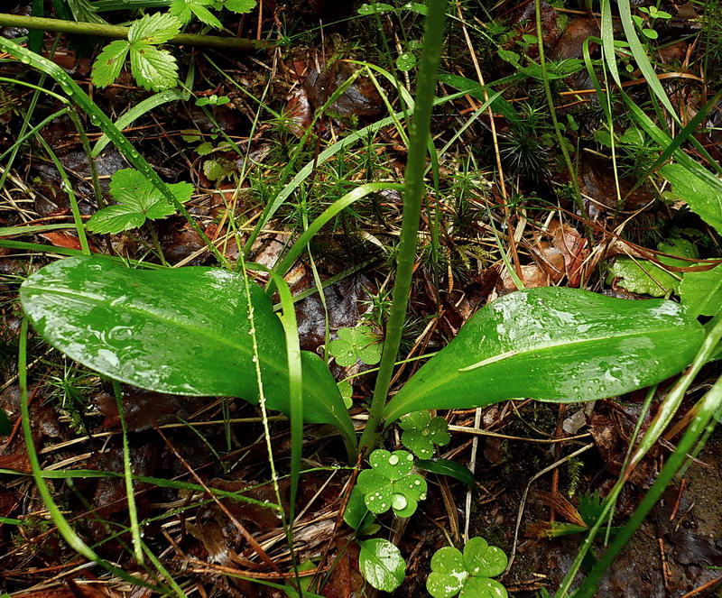 Изображение особи Platanthera bifolia.