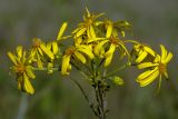 genus Senecio