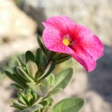 genus Calibrachoa. Верхушка цветущего растения. Челябинская обл., г. Челябинск, Ботанический сад ЧелГУ, в культуре. 08.10.2019.