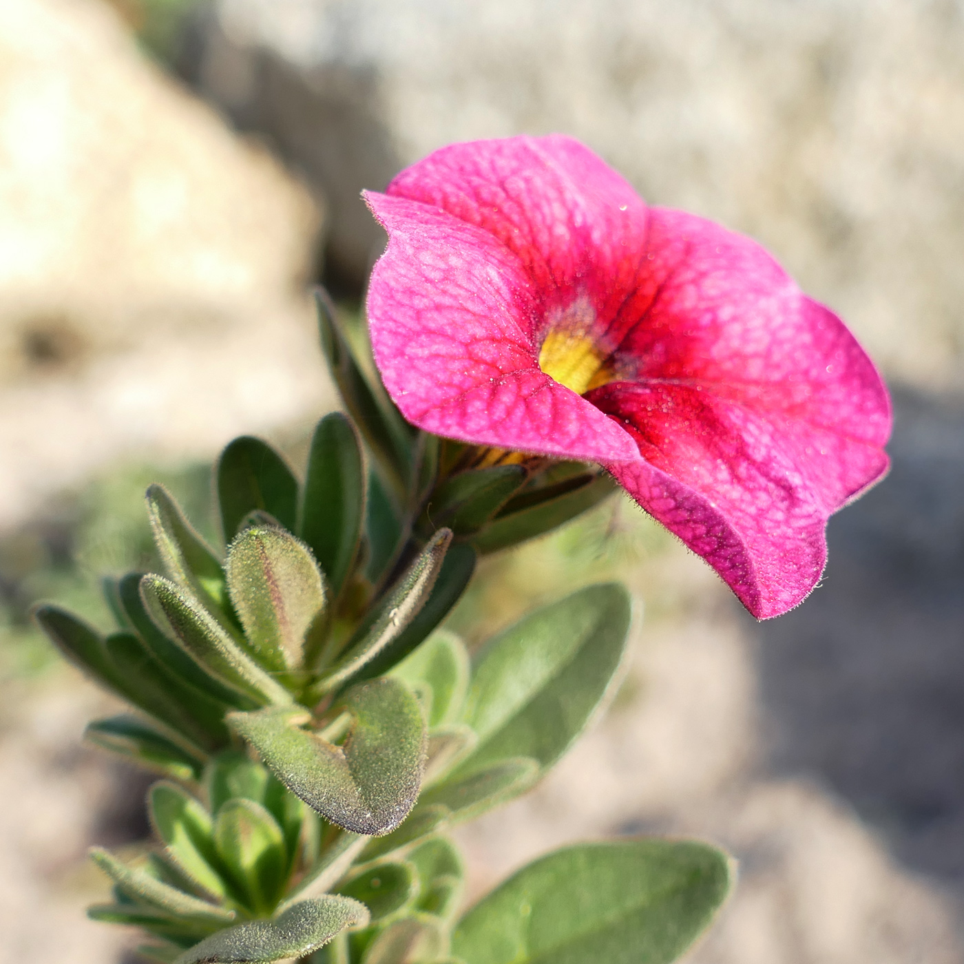 Изображение особи род Calibrachoa.