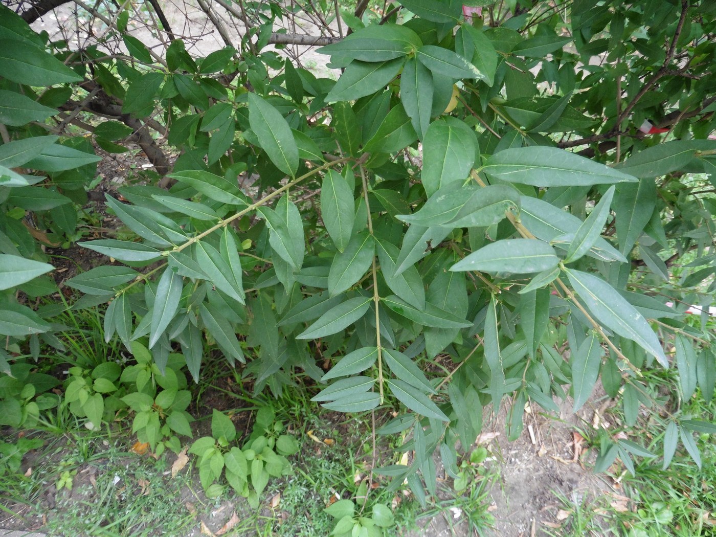 Image of Ligustrum vulgare specimen.