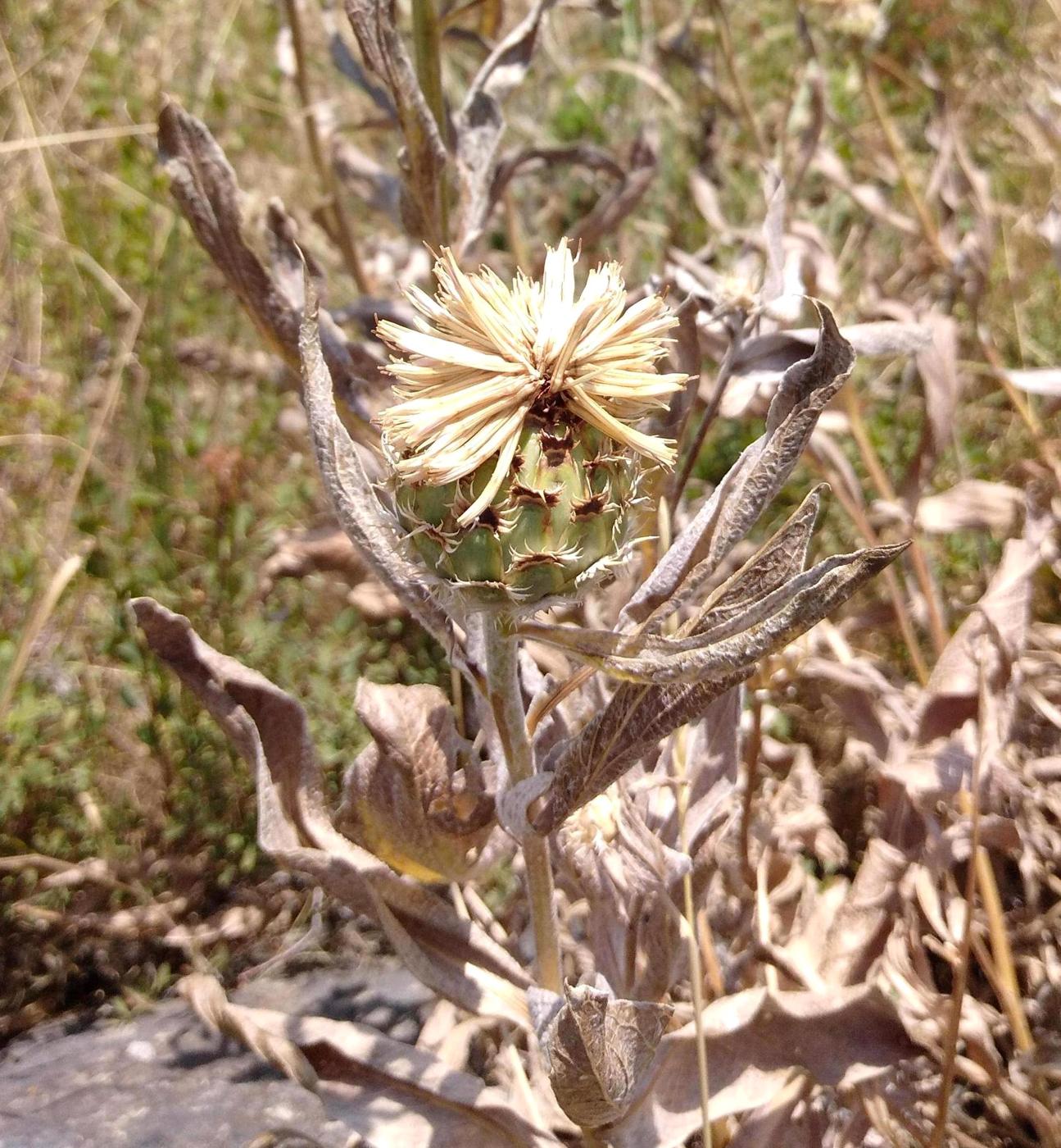 Изображение особи Tomanthea spectabilis.