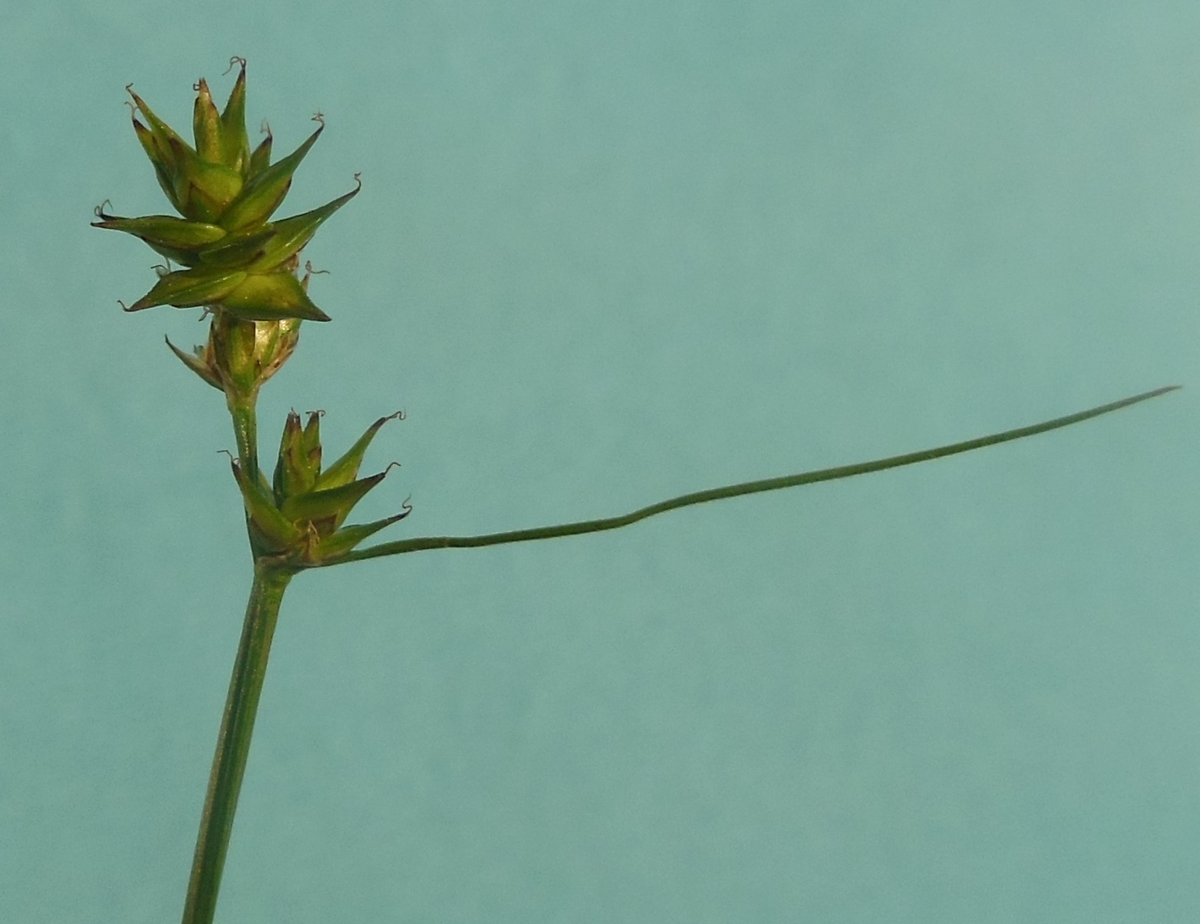 Изображение особи Carex echinata.